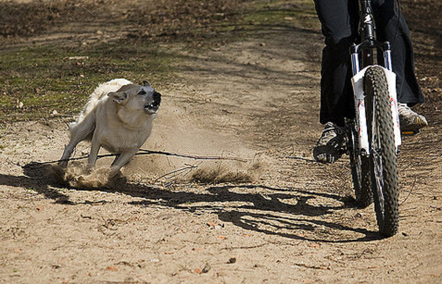 Monta un ahuyentador de perros en su bicicleta y sale a probarlo