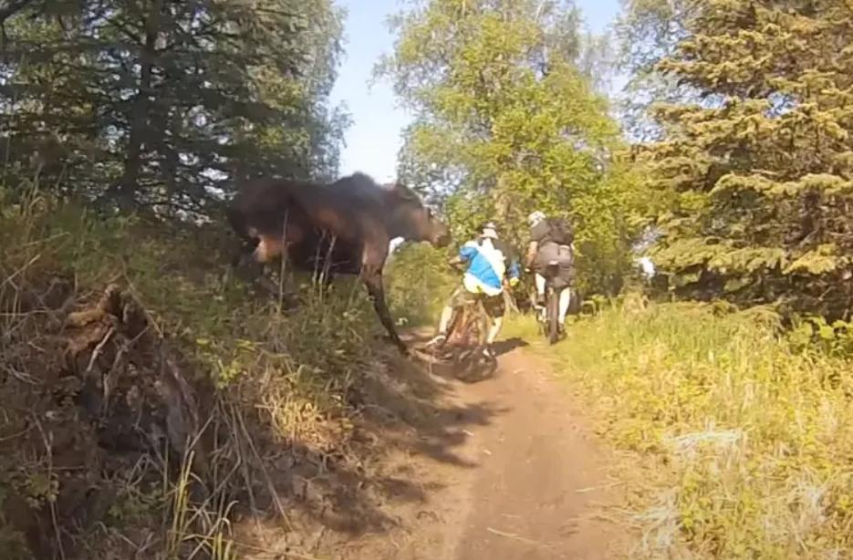 Un Alce embiste a unos ciclistas en Alaska
